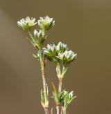 chmerek vytrvalý <i>(Scleranthus perennis)</i>