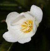 řezan pilolistý <i>(Stratiotes aloides)</i> / Květ/Květenství