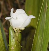 řezan pilolistý <i>(Stratiotes aloides)</i> / Květ/Květenství