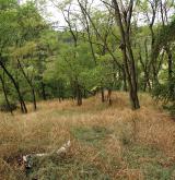 Druhově chudé akátiny s travnatým podrostem na písčitých půdách <i>(Balloto nigrae-Robinion pseudoacaciae)</i>