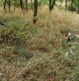 Druhově chudé akátiny s travnatým podrostem na písčitých půdách <i>(Balloto nigrae-Robinion pseudoacaciae)</i> / Detail porostu