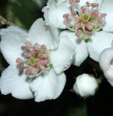 hloh jednosemenný <i>(Crataegus monogyna)</i> / Květ/Květenství