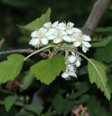 hloh měkký <i>(Crataegus mollis)</i> / Květ/Květenství