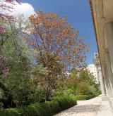 jirovec indický <i>(Aesculus indica)</i> / Habitus