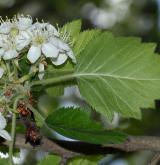 hloh měkký <i>(Crataegus mollis)</i> / Květ/Květenství