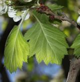 hloh měkký <i>(Crataegus mollis)</i> / Květ/Květenství