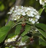 hloh měkký <i>(Crataegus mollis)</i> / Květ/Květenství