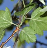 hloh měkký <i>(Crataegus mollis)</i> / Květ/Květenství