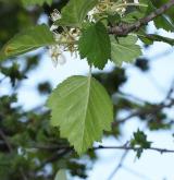 hloh měkký <i>(Crataegus mollis)</i> / Květ/Květenství