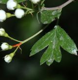 hloh jednosemenný <i>(Crataegus monogyna)</i> / Květ/Květenství