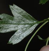 hloh jednosemenný <i>(Crataegus monogyna)</i> / List