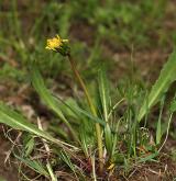 pampeliška Skalińské <i>(Taraxacum [P] skalinskanum)</i> / Habitus