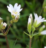 rožec pochybný <i>(Cerastium dubium)</i> / Květ/Květenství