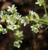 chmerek vytrvalý <i>(Scleranthus perennis)</i>