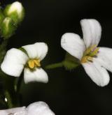 řeřišničník Hallerův  <i>(Cardaminopsis halleri)</i> / Květ/Květenství