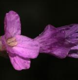 kyčelnice žláznatá <i>(Dentaria glandulosa)</i> / Květ/Květenství