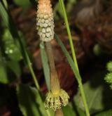 přeslička lesní <i>(Equisetum sylvaticum)</i> / Květ/Květenství