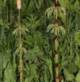 přeslička lesní <i>(Equisetum sylvaticum)</i> / Habitus