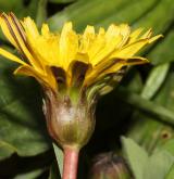 pampeliška chudolaločnatá <i>(Taraxacum [P] paucilobum)</i> / Květ/Květenství
