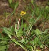 pampeliška chudolaločnatá <i>(Taraxacum [P] paucilobum)</i> / Habitus