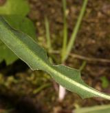 pampeliška chudolaločnatá <i>(Taraxacum [P] paucilobum)</i> / List