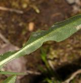 pampeliška chudolaločnatá <i>(Taraxacum [P] paucilobum)</i> / List