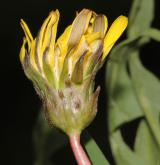 pampeliška chudolaločnatá <i>(Taraxacum [P] paucilobum)</i> / Květ/Květenství