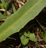 pampeliška Skalińské <i>(Taraxacum [P] skalinskanum)</i> / List