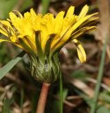pampeliška Skalińské <i>(Taraxacum [P] skalinskanum)</i> / Květ/Květenství