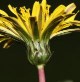 pampeliška Skalińské <i>(Taraxacum [P] skalinskanum)</i> / Květ/Květenství