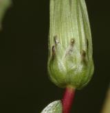 pampeliška Skalińské <i>(Taraxacum [P] skalinskanum)</i> / Květ/Květenství