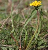 pampeliška Skalińské <i>(Taraxacum [P] skalinskanum)</i> / Habitus