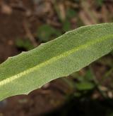 pampeliška Skalińské <i>(Taraxacum [P] skalinskanum)</i> / List