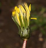 pampeliška Skalińské <i>(Taraxacum [P] skalinskanum)</i> / Květ/Květenství