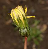 pampeliška Skalińské <i>(Taraxacum [P] skalinskanum)</i> / Květ/Květenství