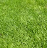 Poháňkové pastviny a sešlapávané trávníky <i>(Cynosurion cristati)</i> / Detail porostu