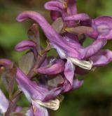 dymnivka dutá <i>(Corydalis cava)</i>