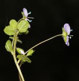 rozrazil nitkovitý <i>(Veronica filiformis)</i> / Habitus