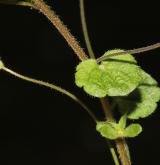 rozrazil nitkovitý <i>(Veronica filiformis)</i> / List