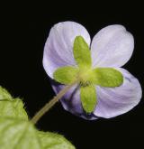 rozrazil nitkovitý <i>(Veronica filiformis)</i> / Květ/Květenství