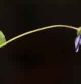 rozrazil nitkovitý <i>(Veronica filiformis)</i> / Květ/Květenství