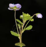 rozrazil nitkovitý <i>(Veronica filiformis)</i> / Habitus