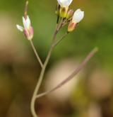 huseníček rolní <i>(Arabidopsis thaliana)</i> / Květ/Květenství