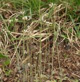 huseníček rolní <i>(Arabidopsis thaliana)</i> / Habitus