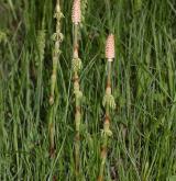 přeslička lesní <i>(Equisetum sylvaticum)</i> / Porost