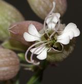silenka nadmutá <i>(Silene vulgaris)</i> / Květ/Květenství