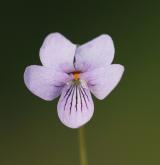 violka bahenní <i>(Viola palustris)</i> / Květ/Květenství