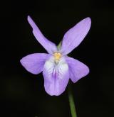 violka lesní <i>(Viola reichenbachiana)</i> / Květ/Květenství