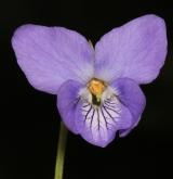 violka Rivinova <i>(Viola riviniana)</i> / Květ/Květenství