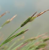 ostřice vyvýšená <i>(Carex elata)</i> / Květ/Květenství